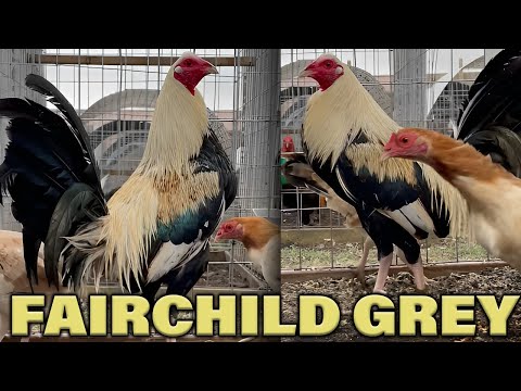 Fairchild Grey RED NEWARK FARM - Beautiful Birds Farm Visit