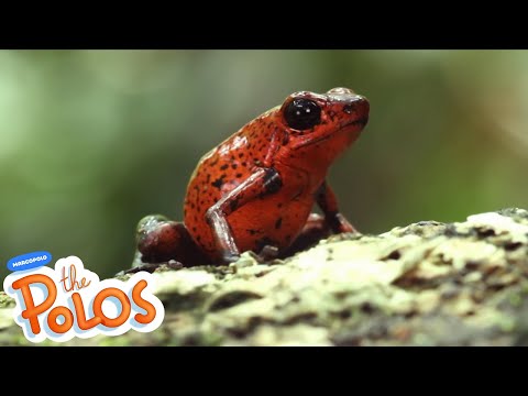 Animal Adventures | MarcoPolo World School | Learn At Home - Kingdom Kids Zone, Little Learners - The Polos and MarcoPolo Learning
