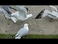 A Jewish New Year Greeting Made With Fries And Seagulls