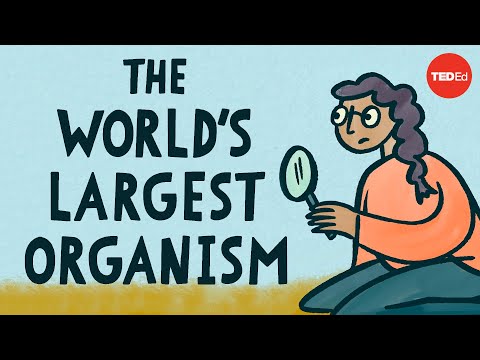 世界上最大的生物體--亞歷克斯-羅森塔爾。 (The world’s largest organism - Alex Rosenthal)