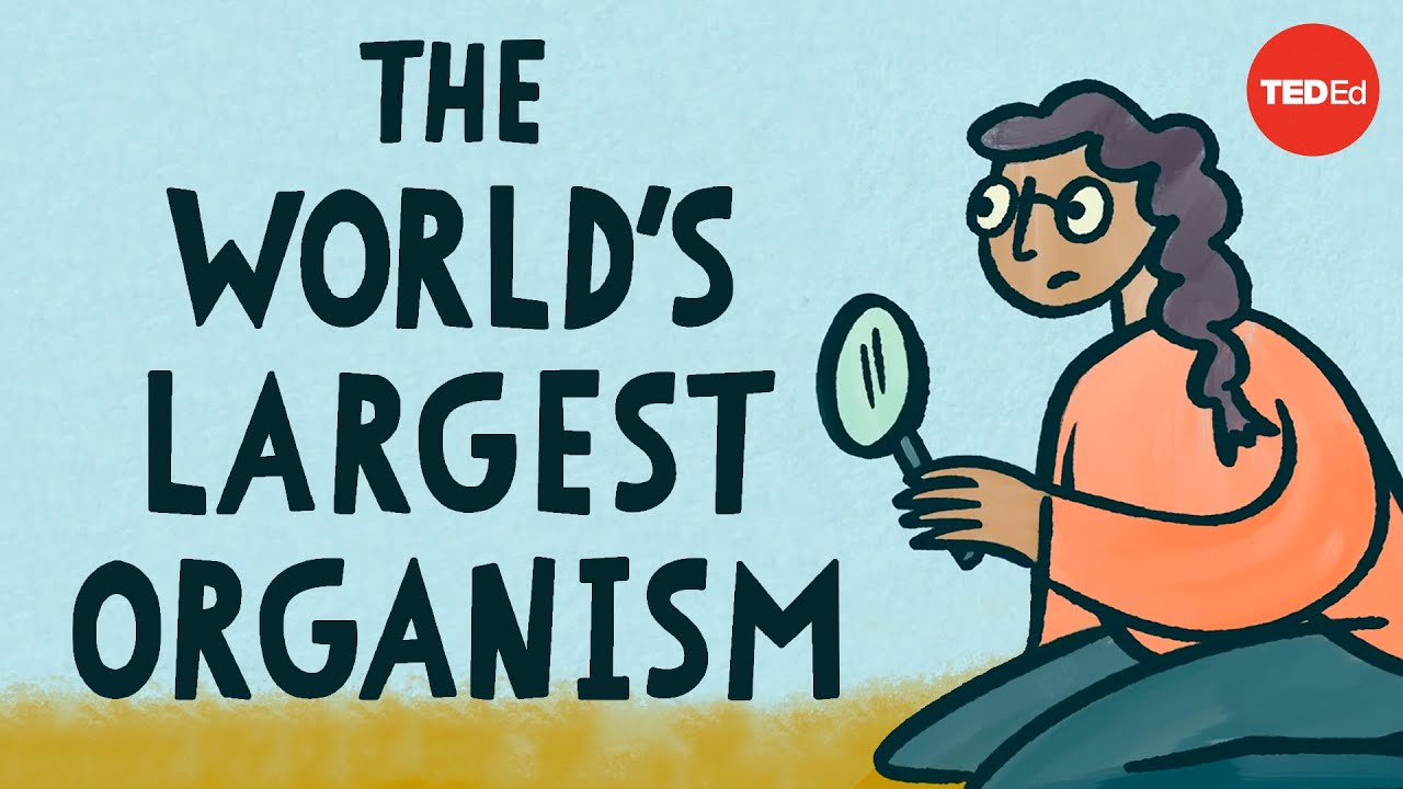 The world s largest organism - Alex Rosenthal
