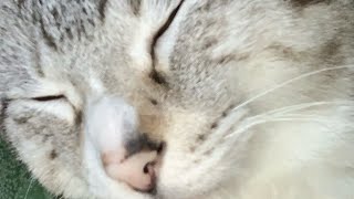 [永遠のぼっち]APEXダイヤ行くまで