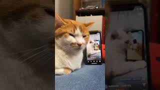 Download lagu dj kucing remix #shorts #subscribe mp3