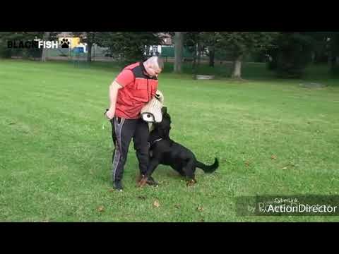 Ningún perro era mejor que ellos en la época anterior