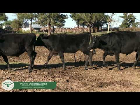 ADOVICE _ 37 TERNEROS JERSEY de 245 kg en CARLOS TEJEDOR, BUENOS AIRES 23-04-2026