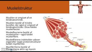 Muskler og muskelceller