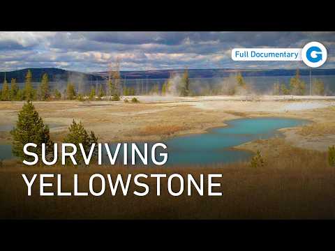 American Bison: Yellowstone National Park’s Iconic Survivor | Full Documentary