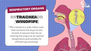Oxygen Carbon Dioxide Exchange