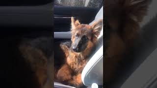 Video preview image #1 German Shepherd Dog Puppy For Sale in OSWEGO, IL, USA