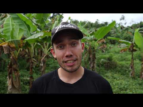 Hvor er der tropisk regnskov ?