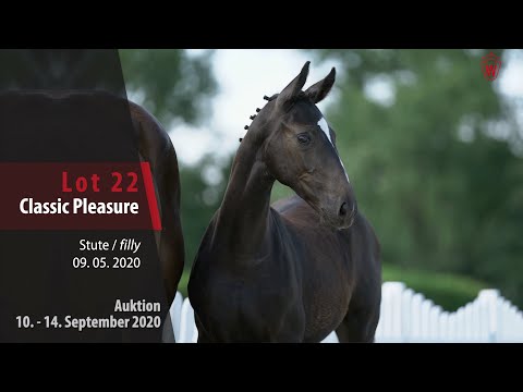 Online-Auktion v. 10. - 14. September 2020 Lot 22 Classic Pleasure Stute v. Classico TN-For Pleasure