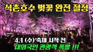 석촌호수 벚꽃 완전 만개! 축제 개막, 내외국인 관광객 대폭발ㅣ개화상황 주경 야경