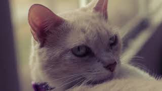 Camel - Chord change - guitar cover