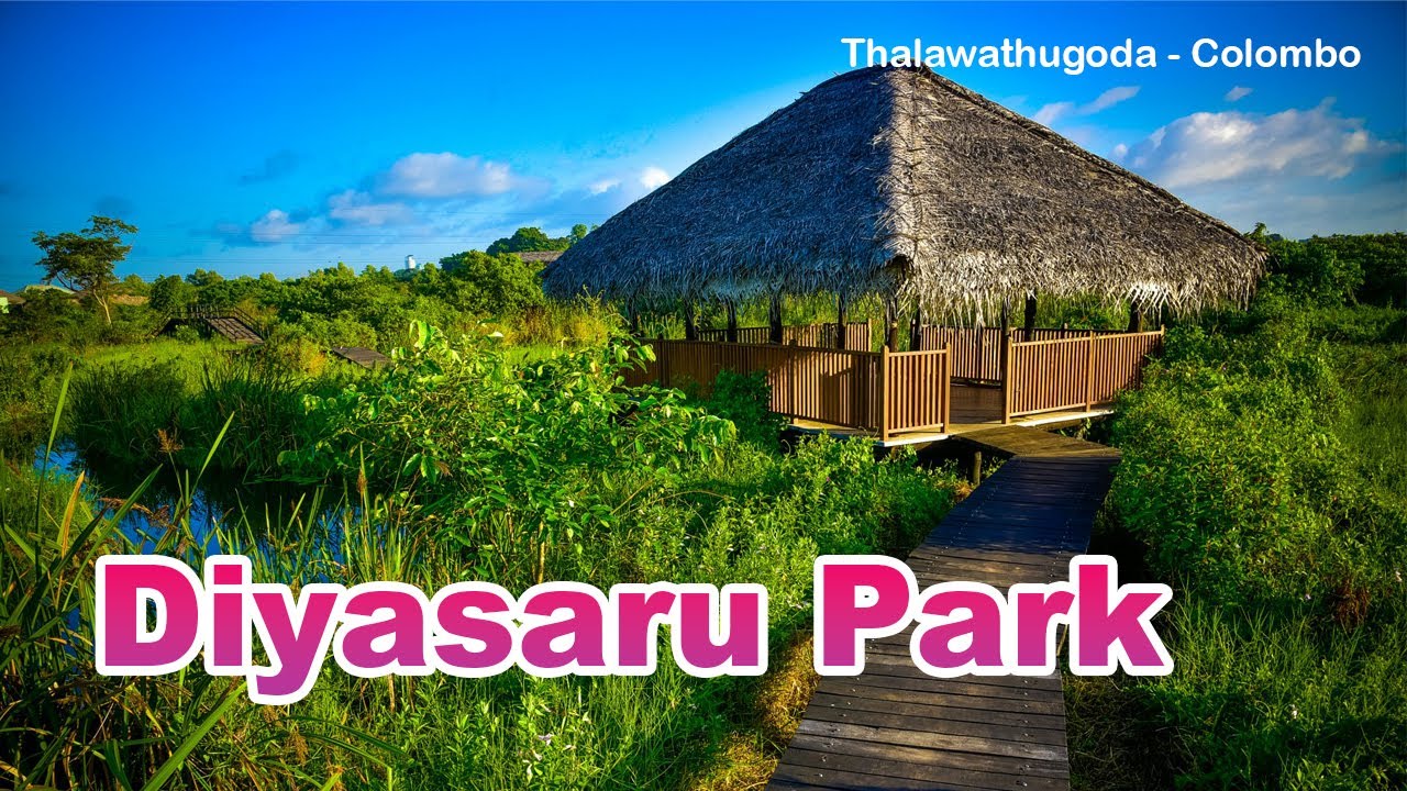 Embark on a walking tour at Diyasaru Park.