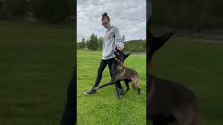 21 Malinois entrenando Fuss