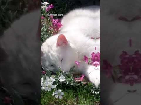 #love #growmyaccount #song #viralvideo #3millionview #HafsaIslamMegla#support #fyp #flowers #foryou