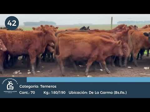 Lote Hembras - De la Garma Bs As