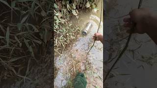 Download lagu set eel traps in the swamp mp3