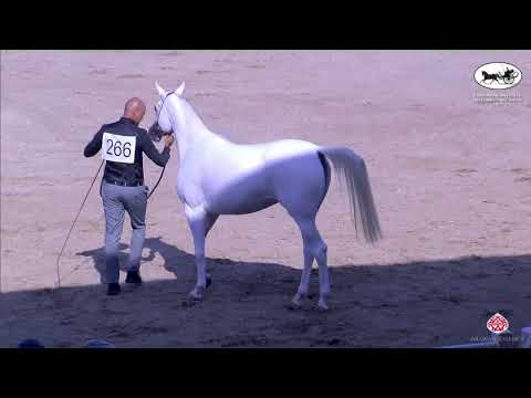 N 266 RAHAF AL AGHAR   ERAB Arabian Horse International Show   Fillies 3 Years Old Class 7