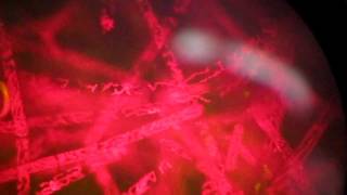 Autofluorescence of Spirogyra