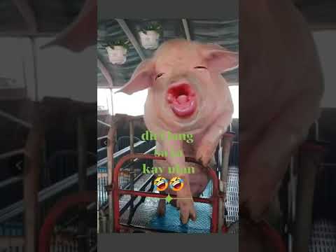 baboy 🤣🤣🤣