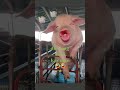 Baboy