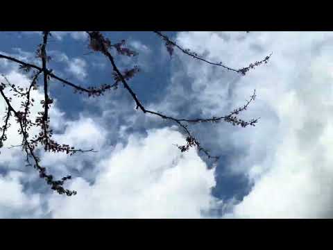 I Got Kinda Dizzy Makin' This Flowers of Early Spring Vid. .... (Will You Get Dizzy Watching it?)