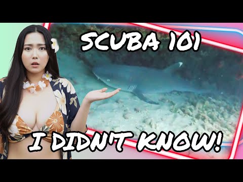 A diver observing a school of colorful reef fish at Horseshoe Reef