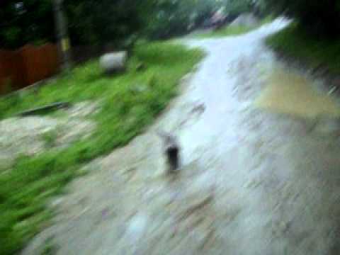 caucasian de barcani