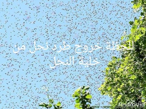 , title : 'لحظة خروج طرد النحل من الخلية واستقراره علي الشجرة  مشهدرائع جدا The moment the bee is removed from'