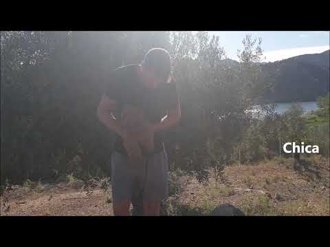 Labradoodle puppies Zinzi and Iza 11 weeks