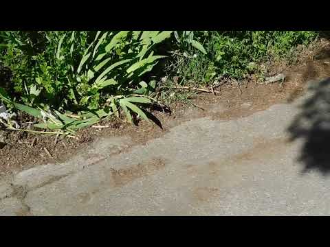 DeWalt 20V Brushless Edger For Spring Yard Work