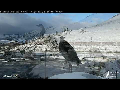 A Great Blue Heron Chase In Missoula, Montana – Jan. 24, 2019