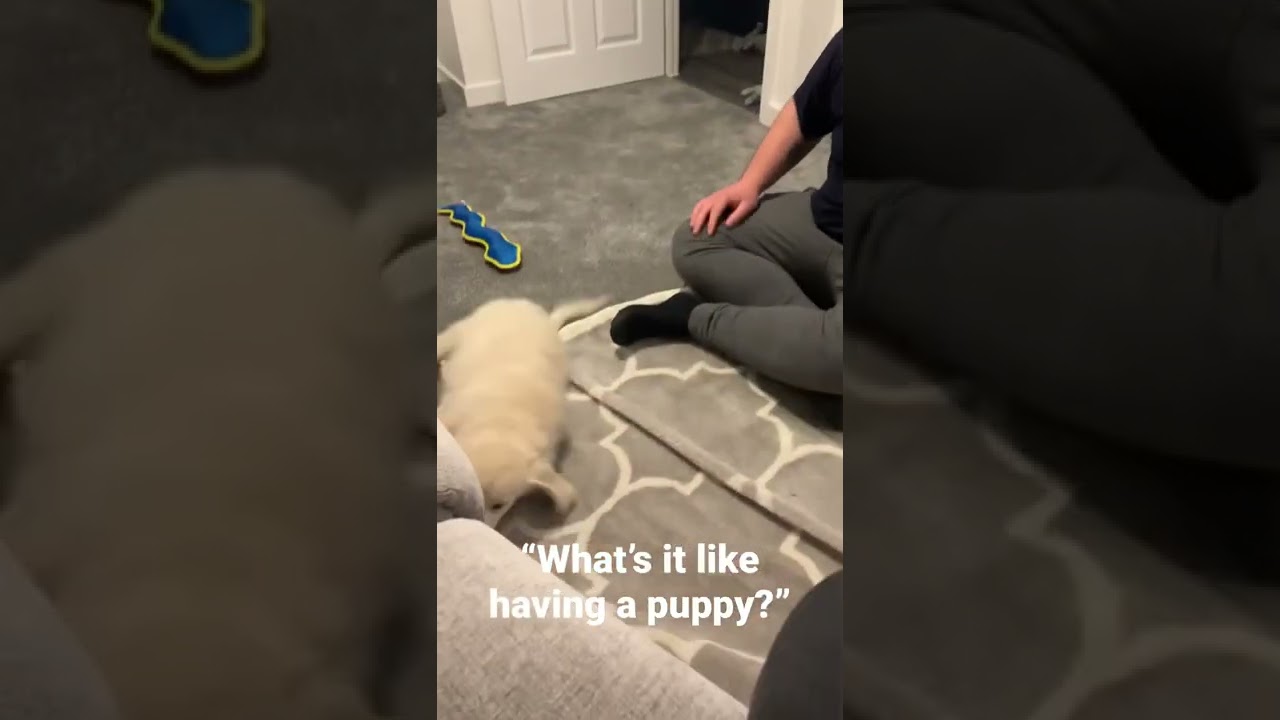 What’s it like having a puppy? They ask 🤷🏻‍♀️
