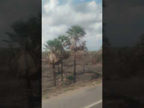 Pelas estradas da cidade de São Luís do Curu-CE #nordeste #estradadesãoluisdocuru