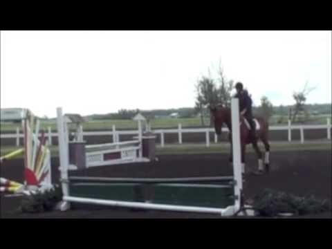 Zoragossa (Zorro) - 2004 CWHBA bay gelding, 17.0 hh - July09-jumping