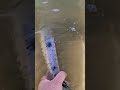 Video Thumbnail for River fishing #shorts #catchandrelease #short #fishing #subscribe