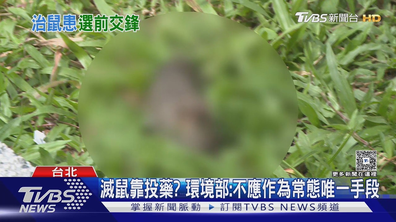 影音/滅鼠靠投藥? 環境部:不應作為常態唯一手段