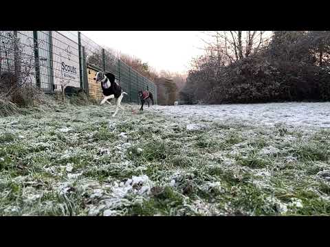 T Diamond Tunde's Dogs video.