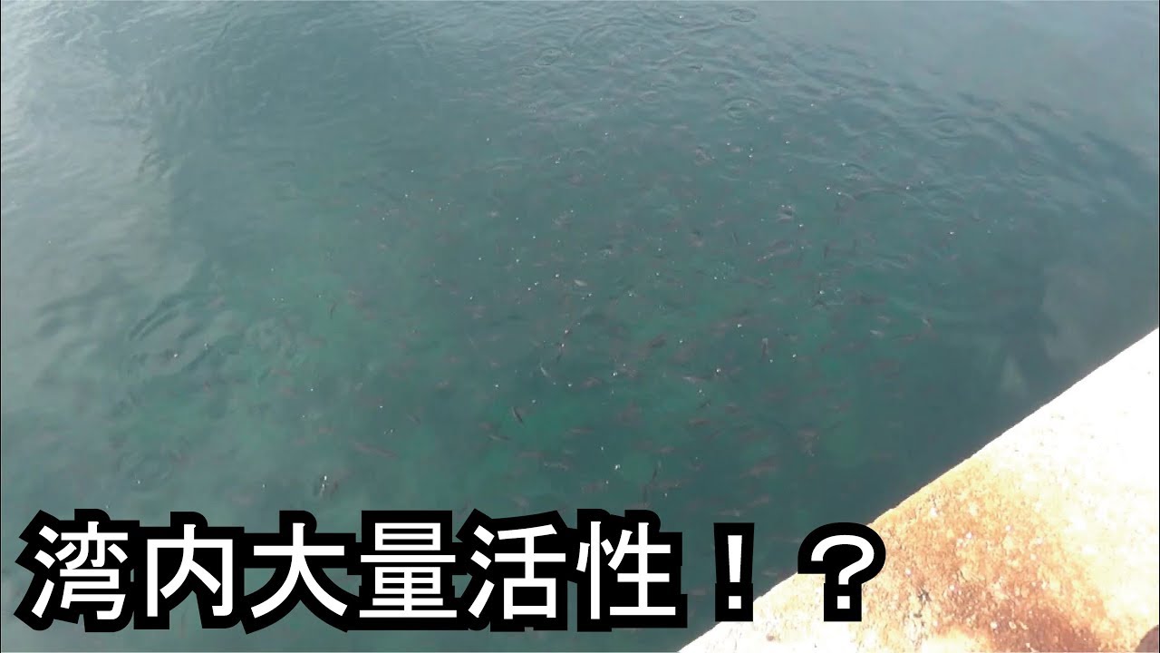 【驚】湾内活性魚だらけの状態でジグを入れてみたら・・・