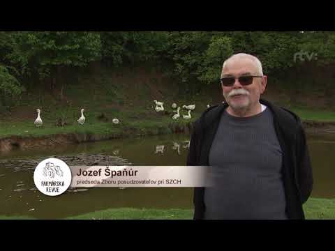Hus domáca (Anser anser f. domestica) — chov, ustajnenie a úžitkovosť