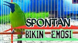 Download lagu Masteran Dan Terapi Cucak Ijo Drop Mental,Birahi Melet & Macet Bunyi Dengar ini Auto Langsung Nyaut. mp3