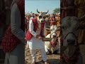 Cow Qurbani Twist Milk Waterfall Instead Of Blood Eid Ul Adha 2025 Shorts