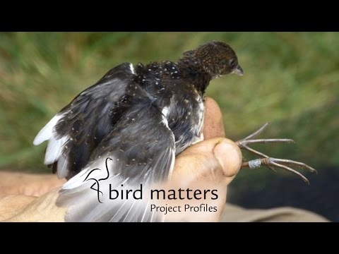 White-winged Flufftails / Bird Matters Project Profile
