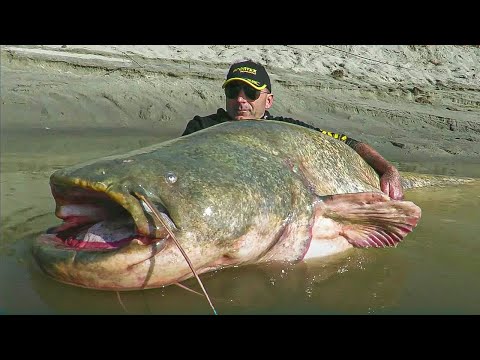 Le silure, l'ogre de nos rivières