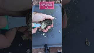 My Oyster Shucking Journey: Week 1 #chesapeakebay #oysters #competition #shorts