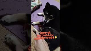 ホリホリ大好き😂 #柴犬 #犬のいる暮らし