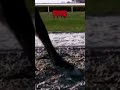 FW & POSSIBLE TRIGGER WARNING!!! // Ruffians last race