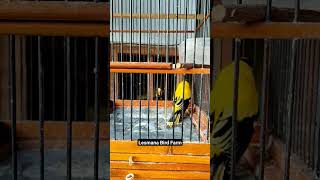 Download lagu kicauan merdu burung kepodang di pagi hari bikin suasana damai #kepodang #oriolus #orioluschinensis mp3