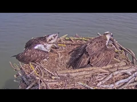 Maya & Blue 33 suffer an unseen intruder, probably another Rutland Osprey 22 Mar 2022 (zoomed)